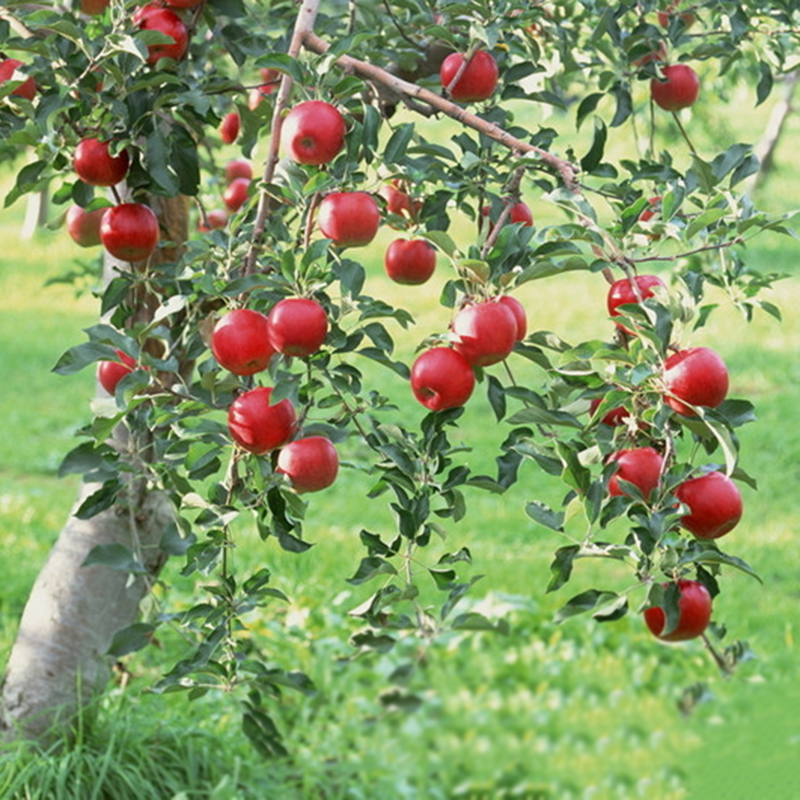 10 fresh seeds Red Delicious Apple Tree Starking variety Apple Tree | eBay