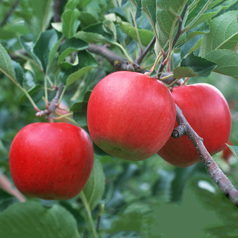 10 fresh seeds Red Delicious Apple Tree Starking variety Apple Tree eBay