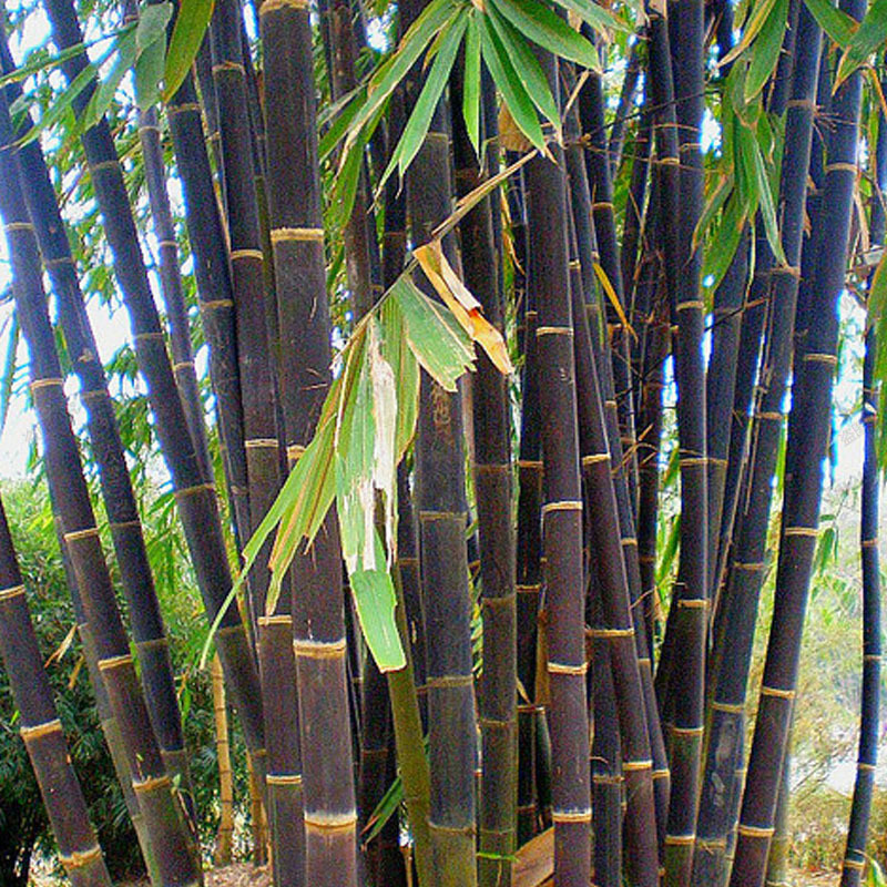 100pcs rare purple bamboo seeds flower seeds home garden plant seeds easy grow ebay 100pcs rare purple bamboo seeds flower seeds home garden plant seeds easy grow ebay