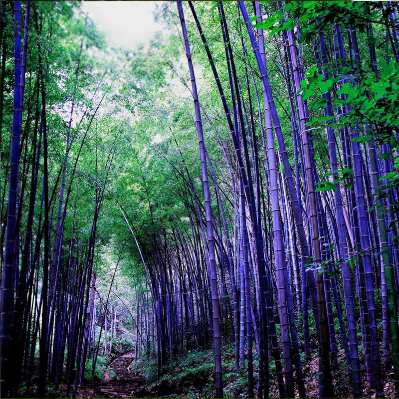 100 Pcs Rare Purple Bamboo Seeds Flower Seeds Home Garden Decor Plant