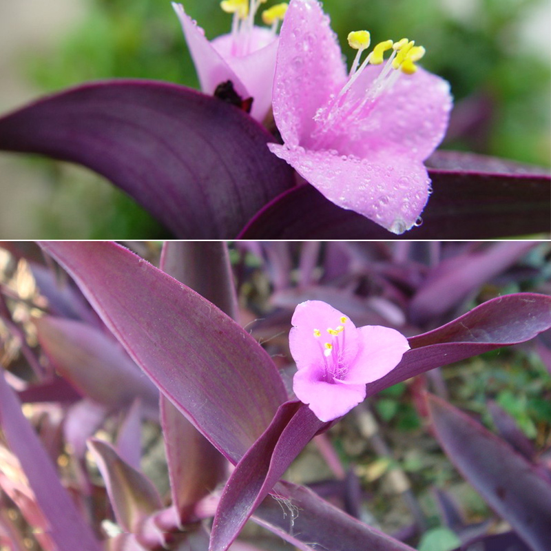 100Pcs Rare Purple Bamboo Seeds Flower Seeds Home Garden Plant Seeds