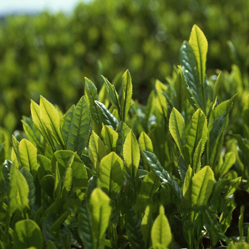 5pcs Chinese Green Tea Tree Plant Seeds Camellia Sinensis Grow Your Own