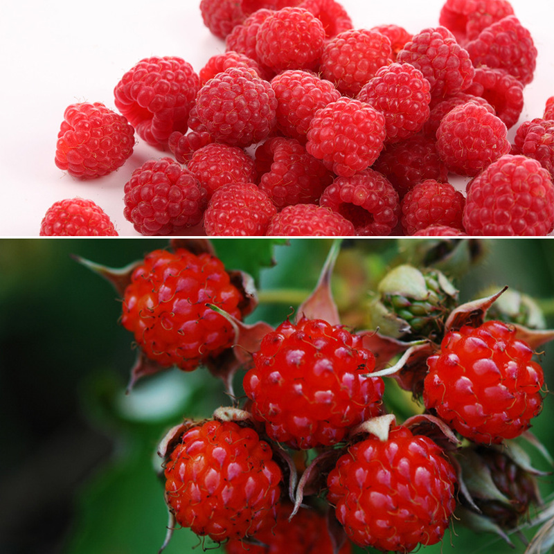 2000 Red Raspberry Seeds Rubus Idaeus Bush Fruit Seeds Ebay 0025