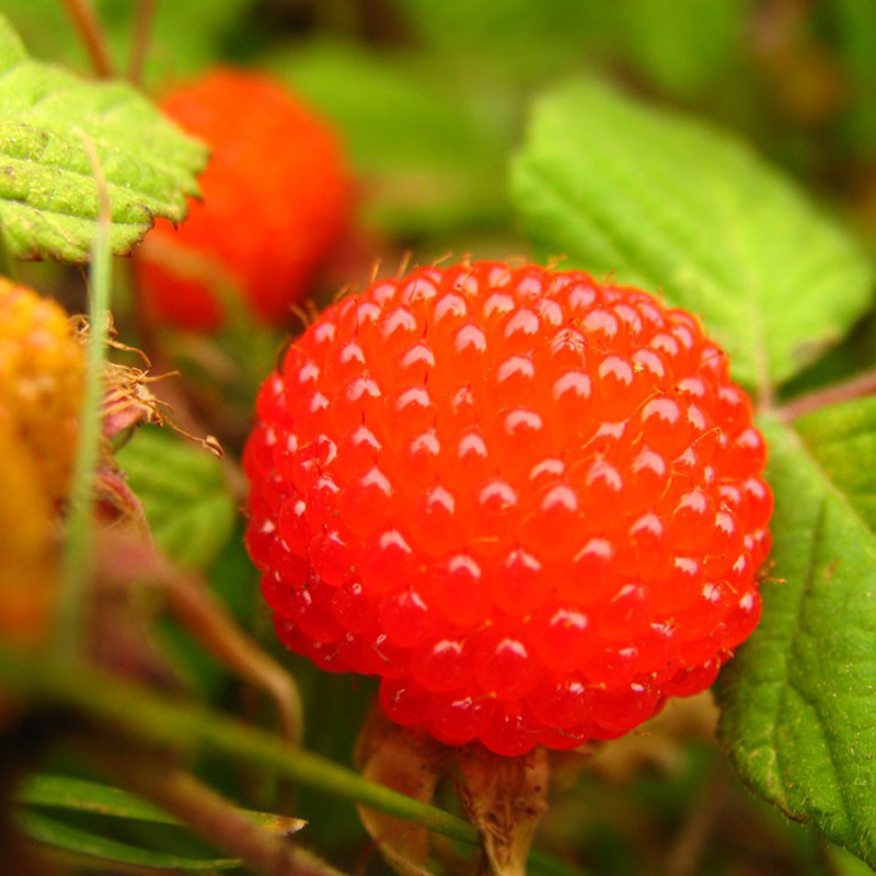 2000 Red Raspberry Seeds Rubus Idaeus Bush Fruit Seeds Ebay 8677