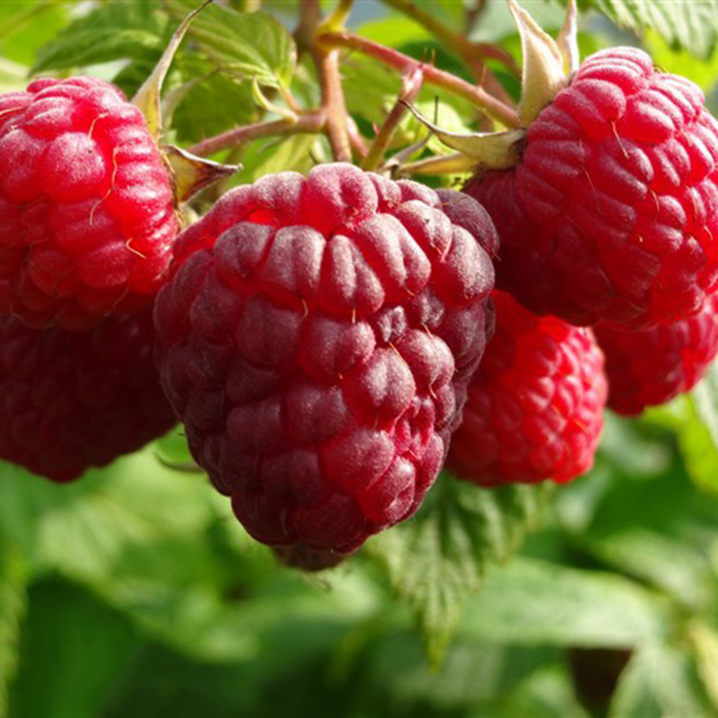 2000Pcs RED RASPBERRY Plant Seeds Rubus Idaeus Bush Fruit 2000Pcs RED RASPBERRY Plant Seeds Rubus Idaeus Bush Fruit