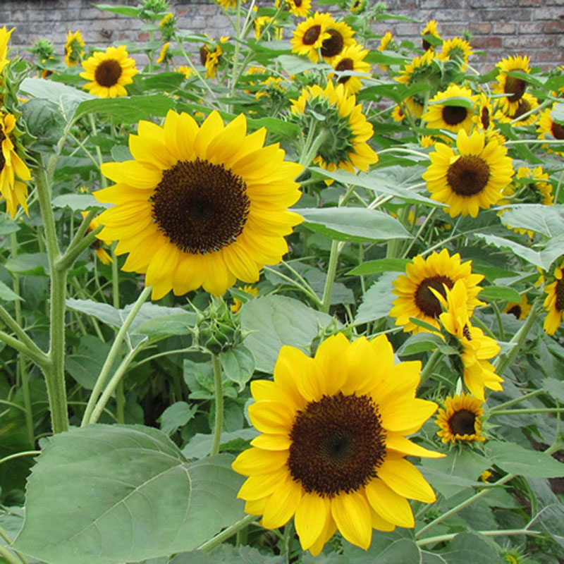 50pcs Mini Dwarf Yellow Sunflower Flower Seeds Plant Garden Office 