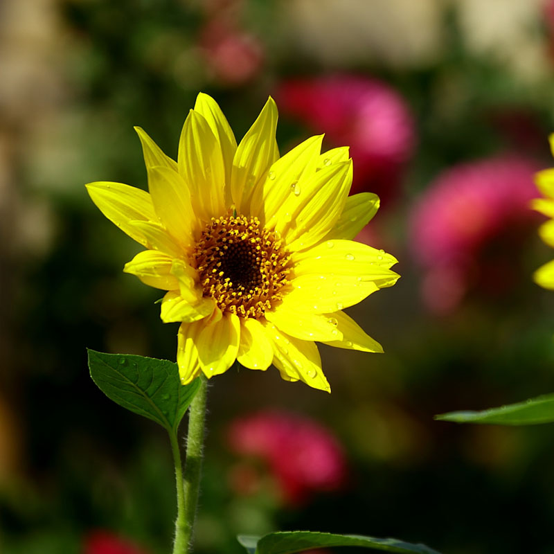 Lot 50pcs Mini Dwarf Yellow Sunflower Seeds Plant Home