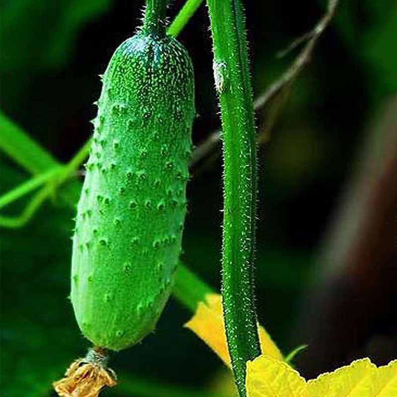 Cucumber Seeds 100 pcs Japanese Long Cucumber Seeds Vegetable Seeds NO