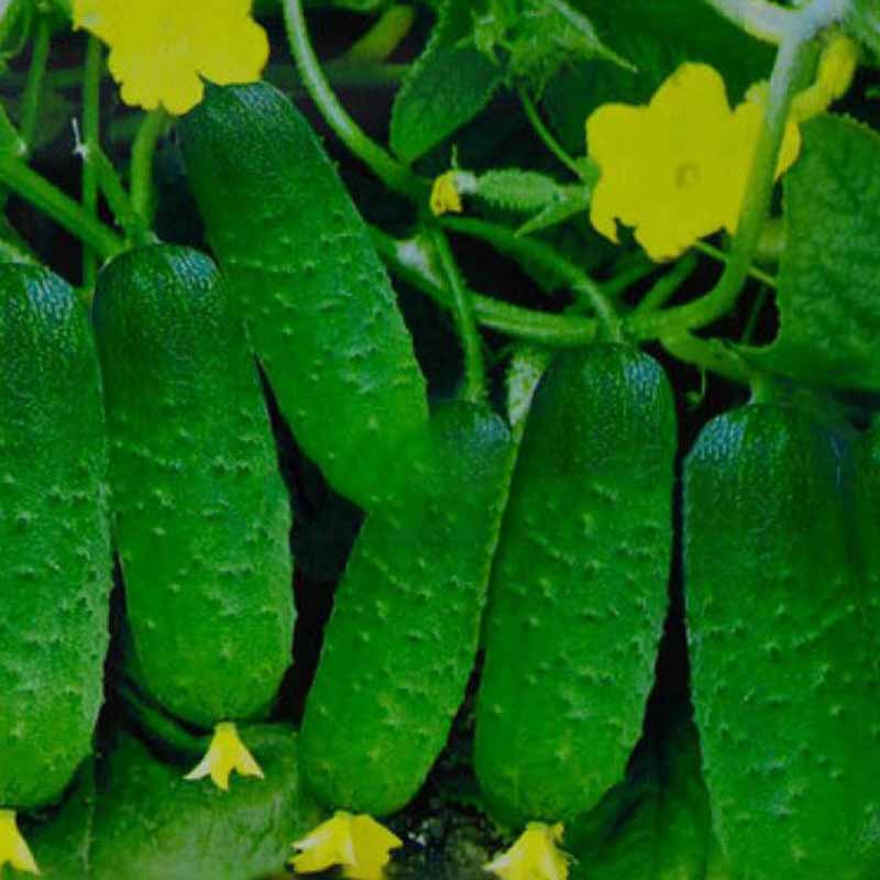 Cucumber Seeds 100 pcs Japanese Long Cucumber Seeds Vegetable Seeds NO