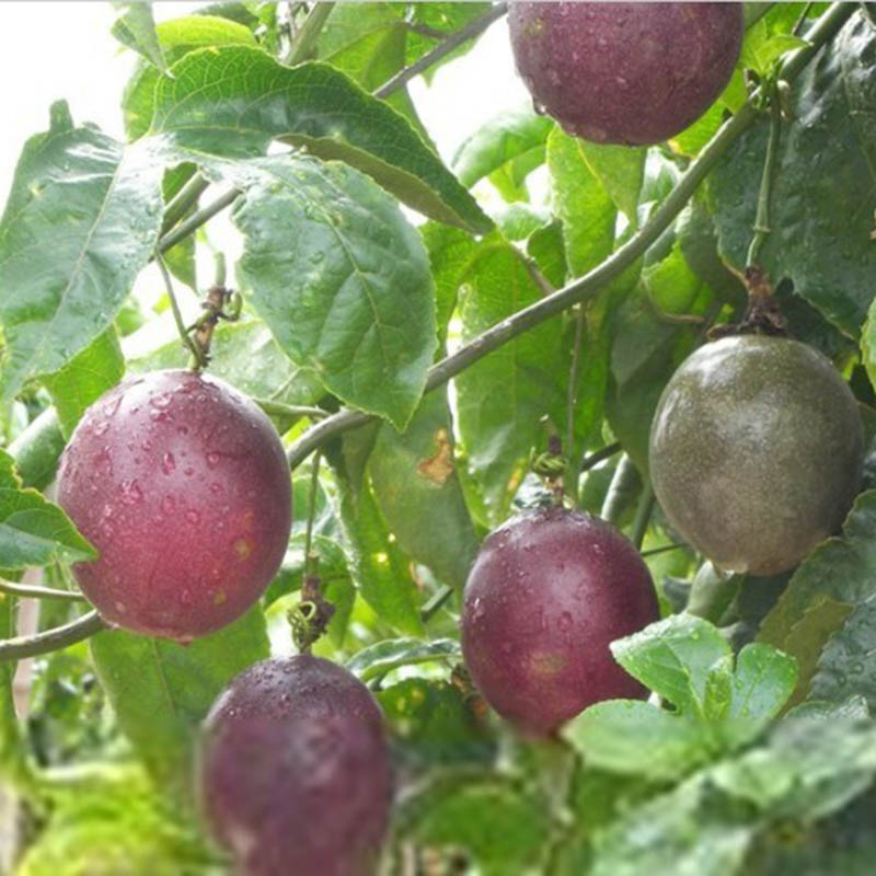 40Pcs Passion Fruit Passion Fruit Seeds Sweet Passiflora Edulis Plant Seeds Set eBay