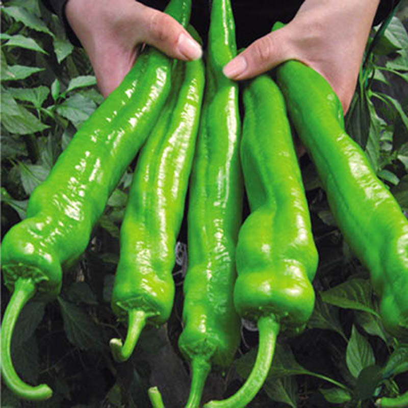 200Pcs Pepper Seeds Giant Hybrid Sweet Pepper DIY Home Garden Vegetable