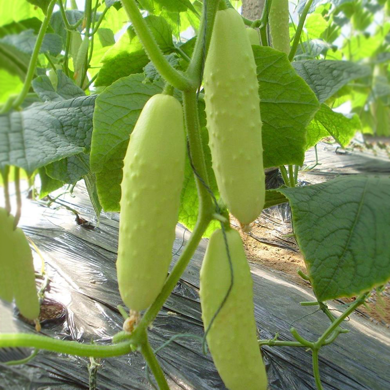Rare!! 100Pcs Cucumber Seeds Organic Russian Pickling Vegetable Plant