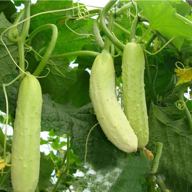 Rare!! 100Pcs Cucumber Seeds Organic Russian Pickling Vegetable Plant