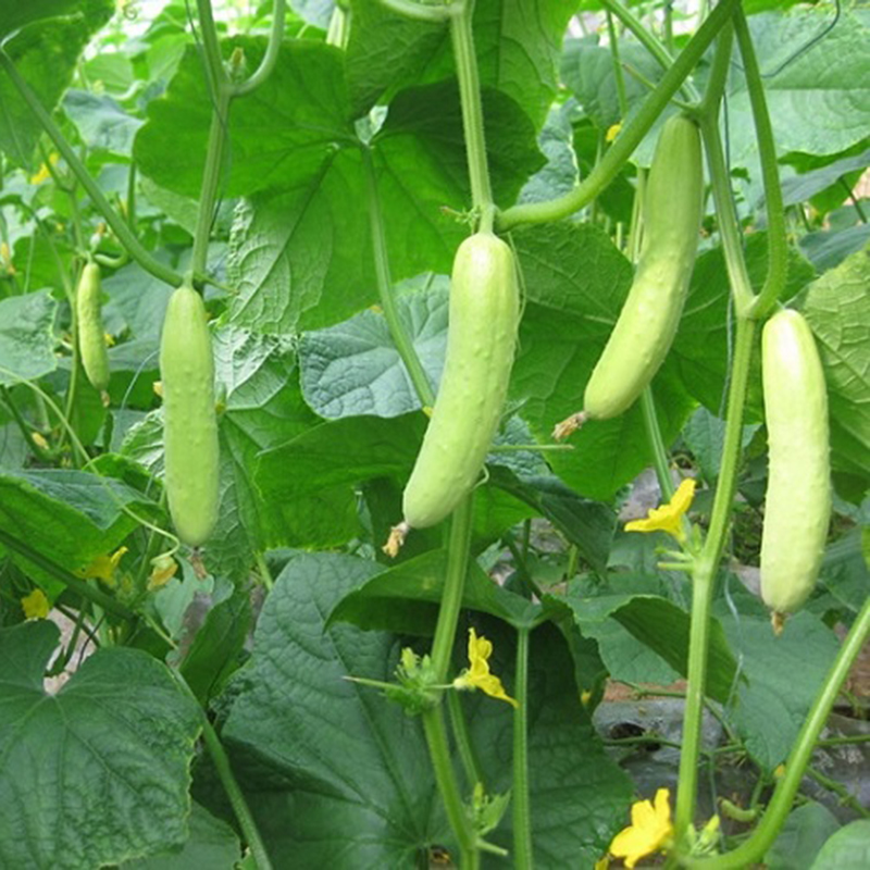 Rare!! 100Pcs Cucumber Seeds Organic Russian Pickling Vegetable Plant