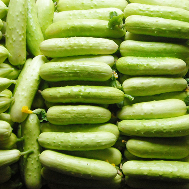 Rare!! 100Pcs Cucumber Seeds Organic Russian Pickling Vegetable Plant