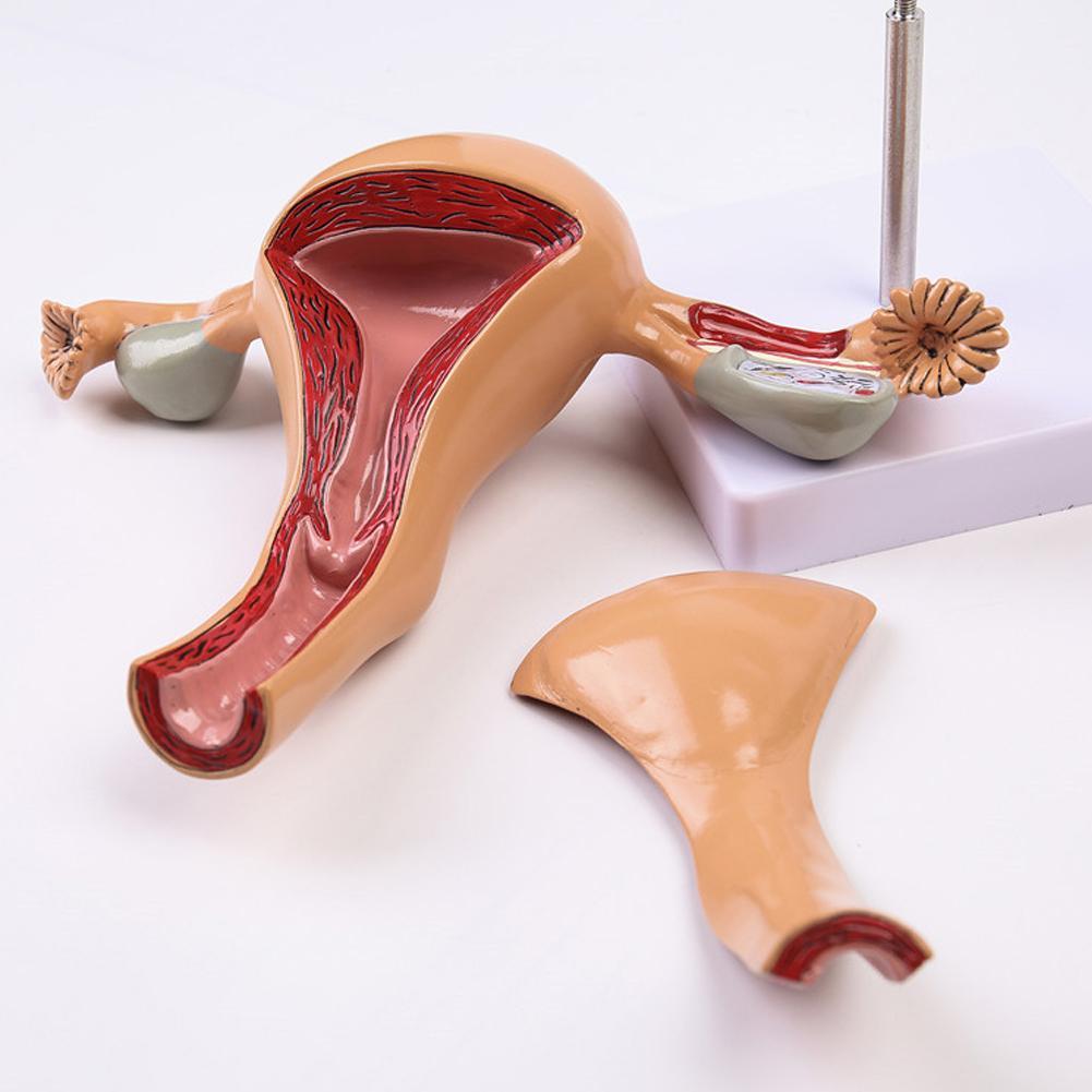 Anatomical Healthy Human Uterus Ovary Model Female Medical Anatomy Part Ebay