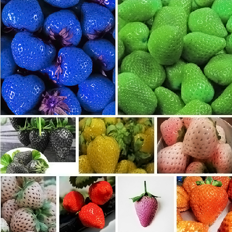 500Pcs Süßkartoffel Samen Garten Köstliche Frische Obst Gemüse Pflanzen Saatgut