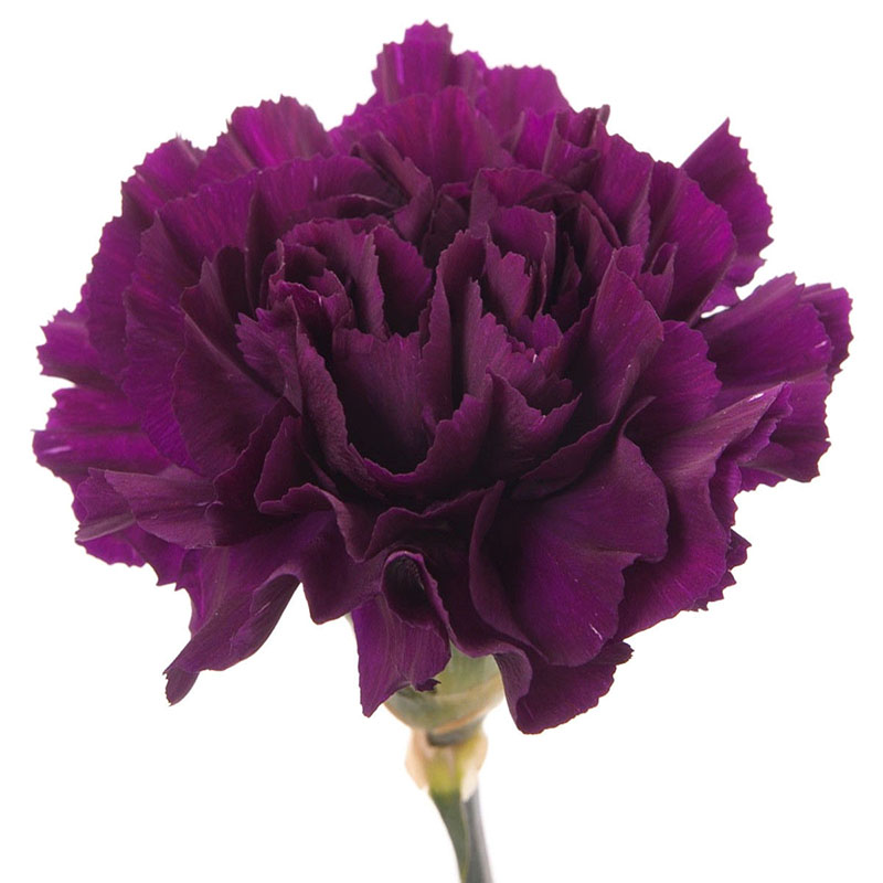 525Pcs Magenta Carnation Dianthus Caryophyllus Flower Seeds Home Decor ...