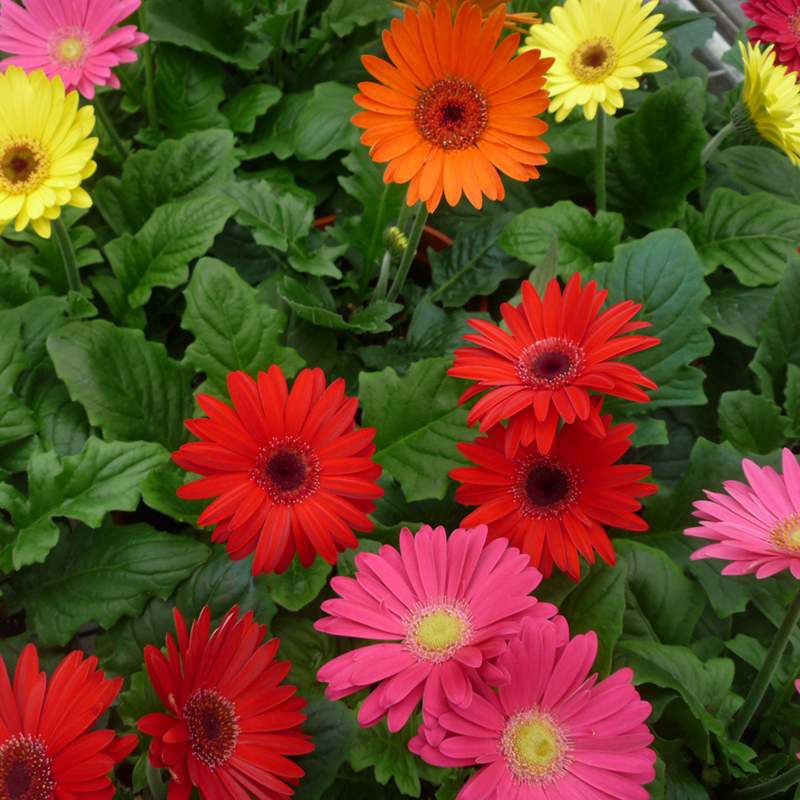 Gerbera Daisy ( 100 Seeds ) Single Flowered Hybrids Mix all colors