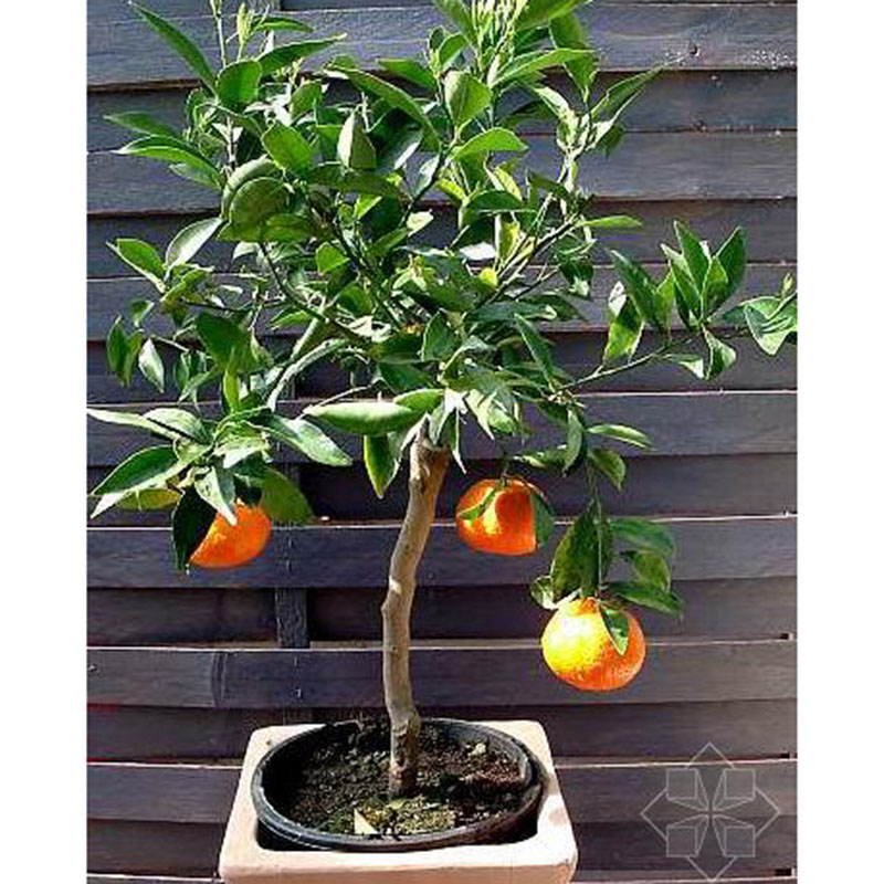 30stk ORANGEN BAUM samen pflegeleichte-Zitruspflanze gedeiht Baumsamen NEU.