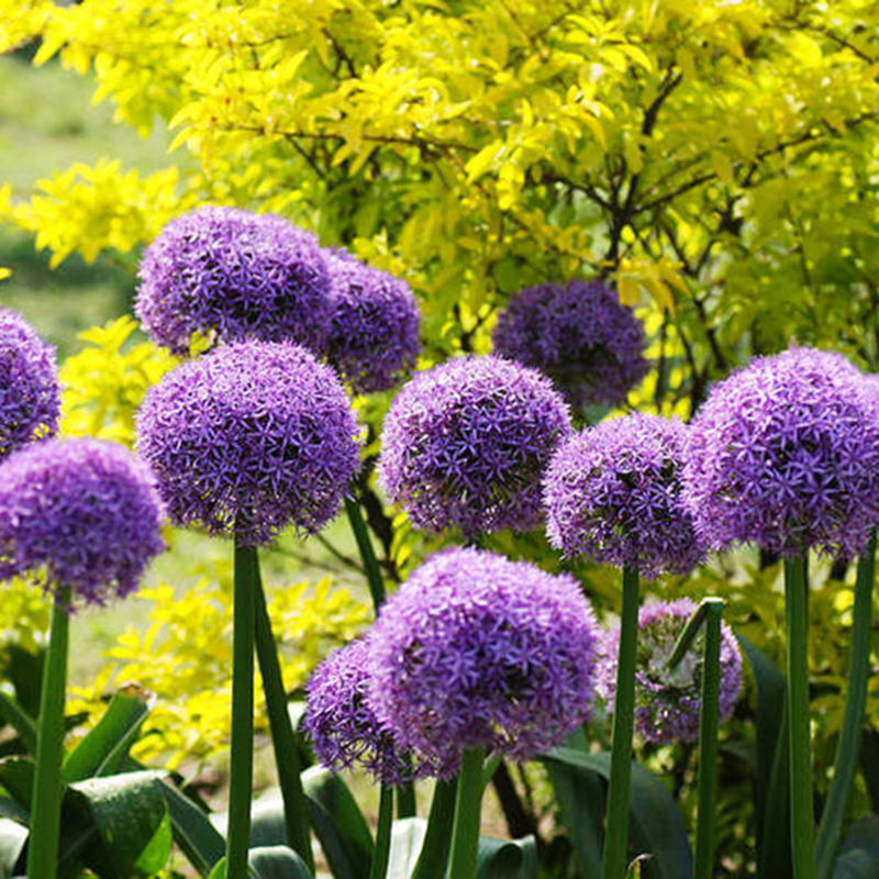 Winterhart Zierlauch Allium Giganteum Samen//Seeds 30x Riesen Lauch Rare