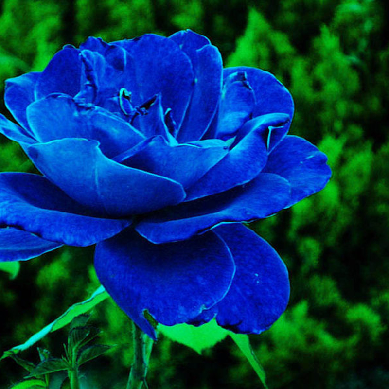 10 PCS Lover Charming Bush Midnight Supreme Rare Garden Blue Rose Seeds ...