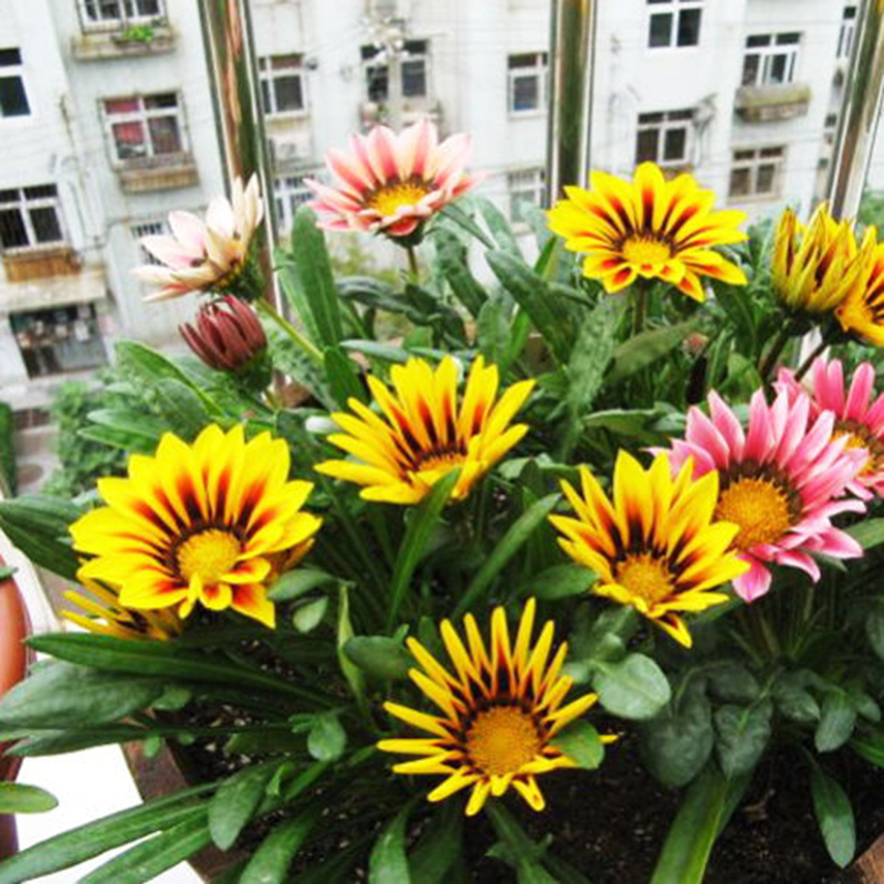 50 Stück Bunte Gazania Gazania Seeds Garten-Blumen Samen Neu·