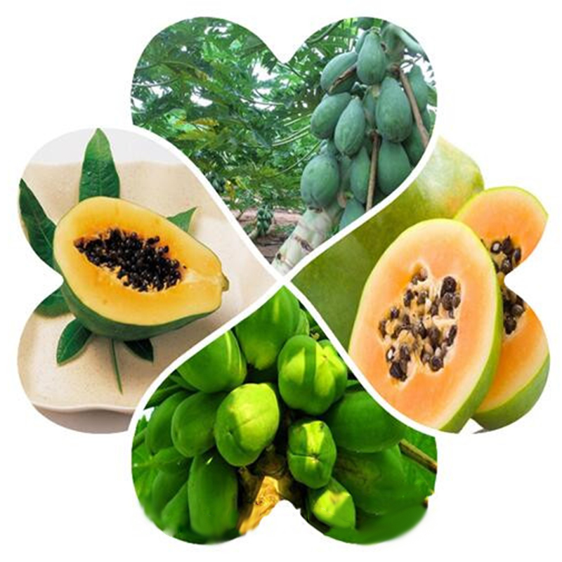 8X Papayas samen Gemüse Obst Baum Pflanzen Samen im Freien Garten Obst NEU~