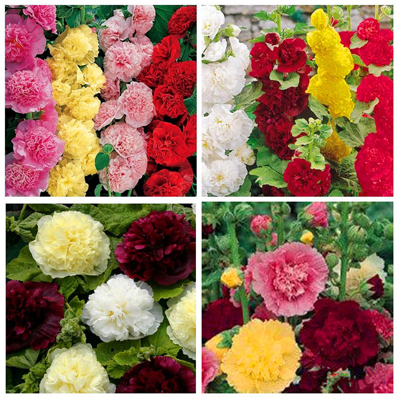 100× STOCKROSE GEFÜLLTE BUNTE PRACHTMISCHUNG ALCEA STOCKMALVE MALVE SAMEN New.