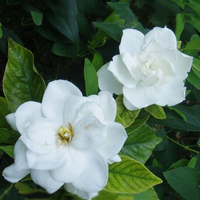 50 PCS Gardenia Cape JASMINE Jasminiodes White Shrub Flower Seeds Plant ...