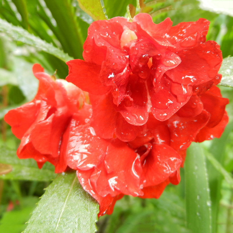 120pcs Bunte Garten-Balsam-Samen Impatiens Balsamina Garten-Blumen Pflanzen