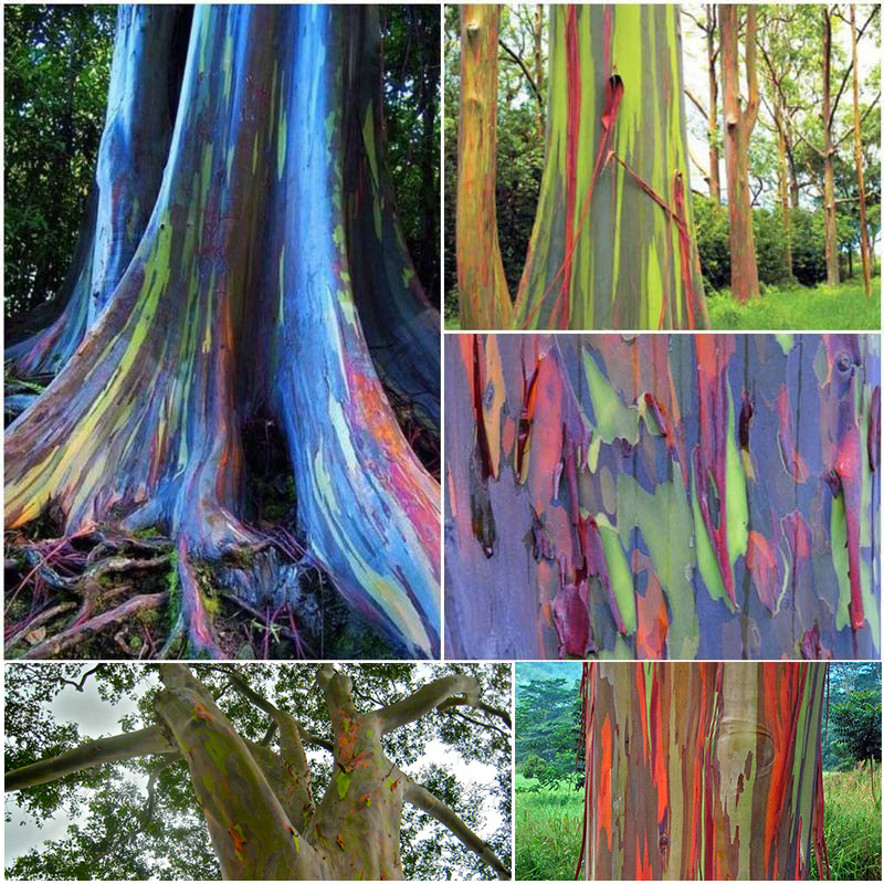 10 X Regenbogen Eukalyptus Samen Pflanzen Samereien Zwiebeln Baumsamen Pflanzen Samereien Zwiebeln Baumsamen