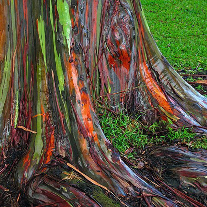 50x Regenbogen Eukalyptus Samen  gratis deglupta Mindanao Gummi Neu