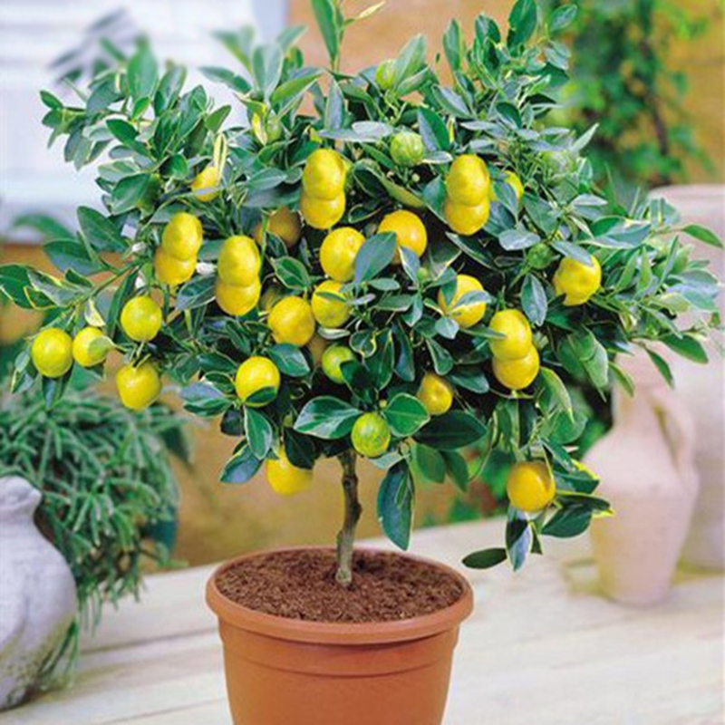 Zitronenbaum Bonsai geeignet 10 Samen SET!