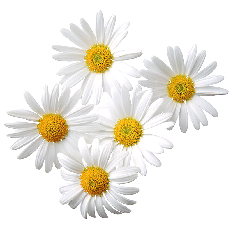 500 Seeds Großpackung Wiesen Mutterkraut Margerite Chrysanthemum