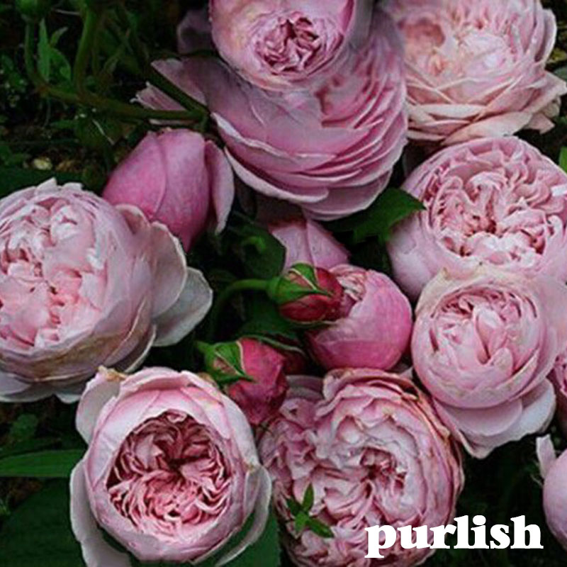 100PCS 8 Variety Climbing Rose Seeds Rose Multiflora Perennial Fragrant Flo G6K9