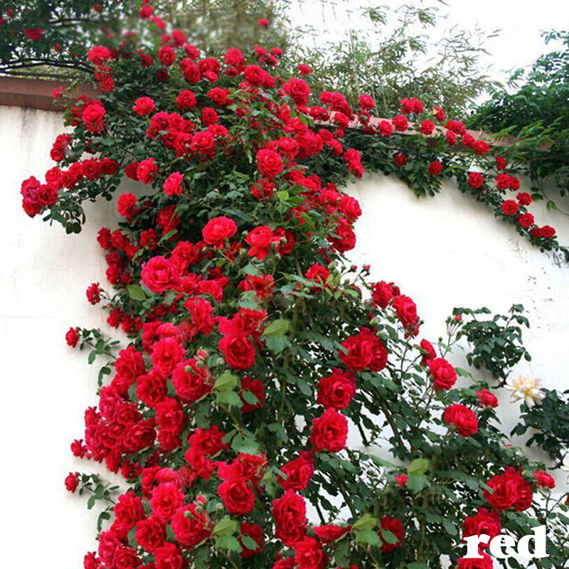 100PCS 8 Variety Climbing Rose Seeds Rose Multiflora Perennial Fragrant Flo G6K9