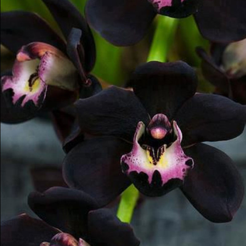 100pcs Rare Black Cymbidium Faberi Orchid Flower Seeds Home Garden Decor Ebay 