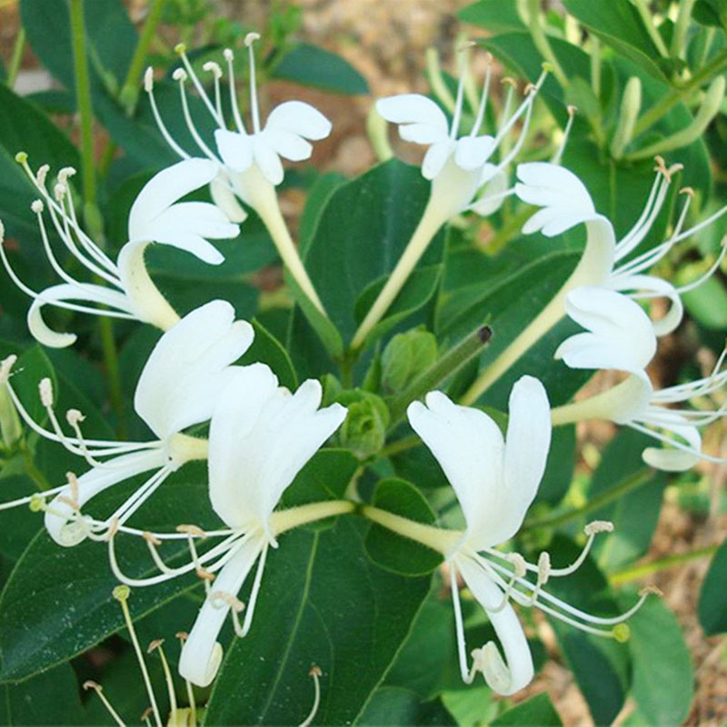 Honeysuckle Seeds Fast Fragrant Garden Plant 50pcs Seeds Ebay