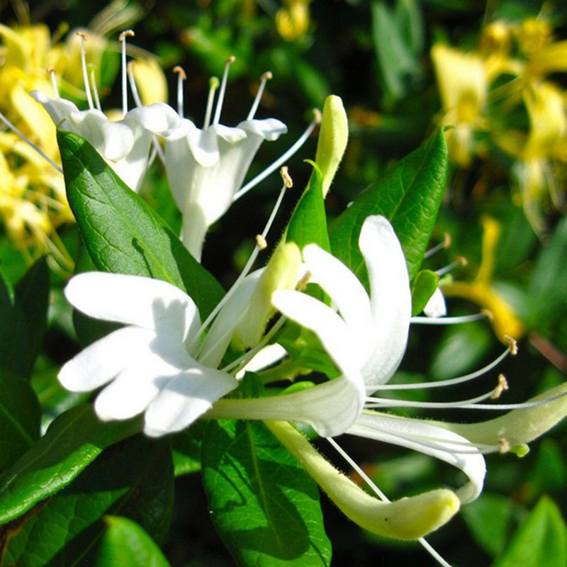 Honeysuckle Seeds Fast Fragrant Garden Plant 50Pcs Seeds eBay