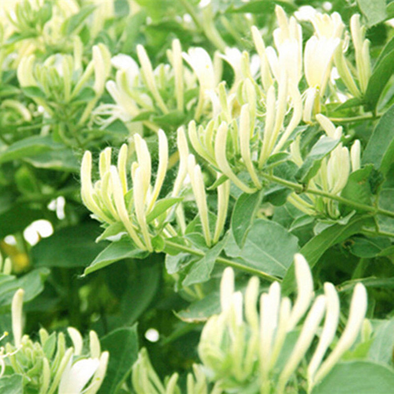 Honeysuckle Seeds Fast Fragrant Garden Plant 50Pcs Seeds eBay