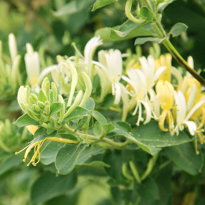 Honeysuckle Seeds Fast Fragrant Garden Plant 50Pcs Seeds eBay