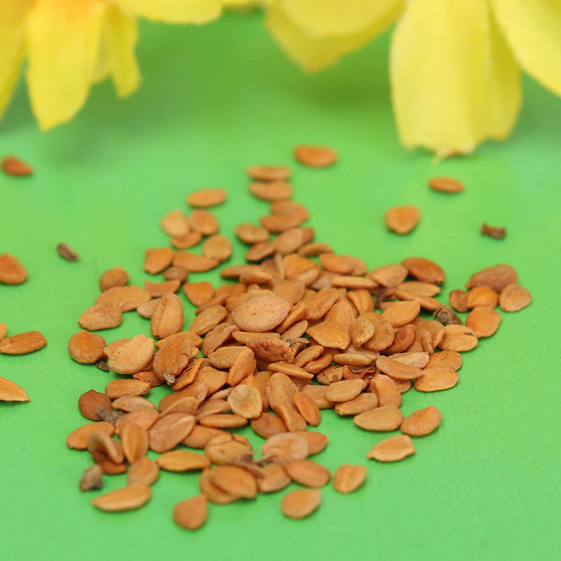 Honeysuckle Seeds Fast Fragrant Garden Plant 50Pcs Seeds eBay