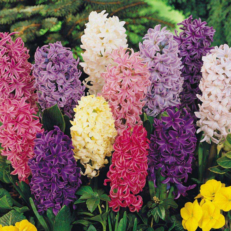 300Stk Echt Hyazinthe Samen Einfach Zu Wachsen Mischfarbe Blumensamen-Hausgarten