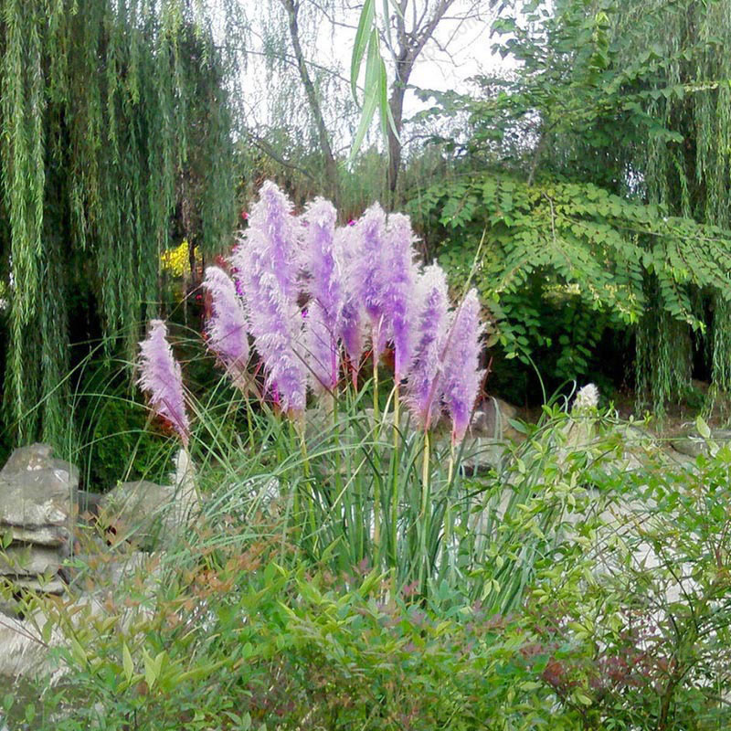 500Pc//Tasche Rare Schöne lila Pampas-Gras-Blumen-Pflanzen-Samen Garten Yard Nice