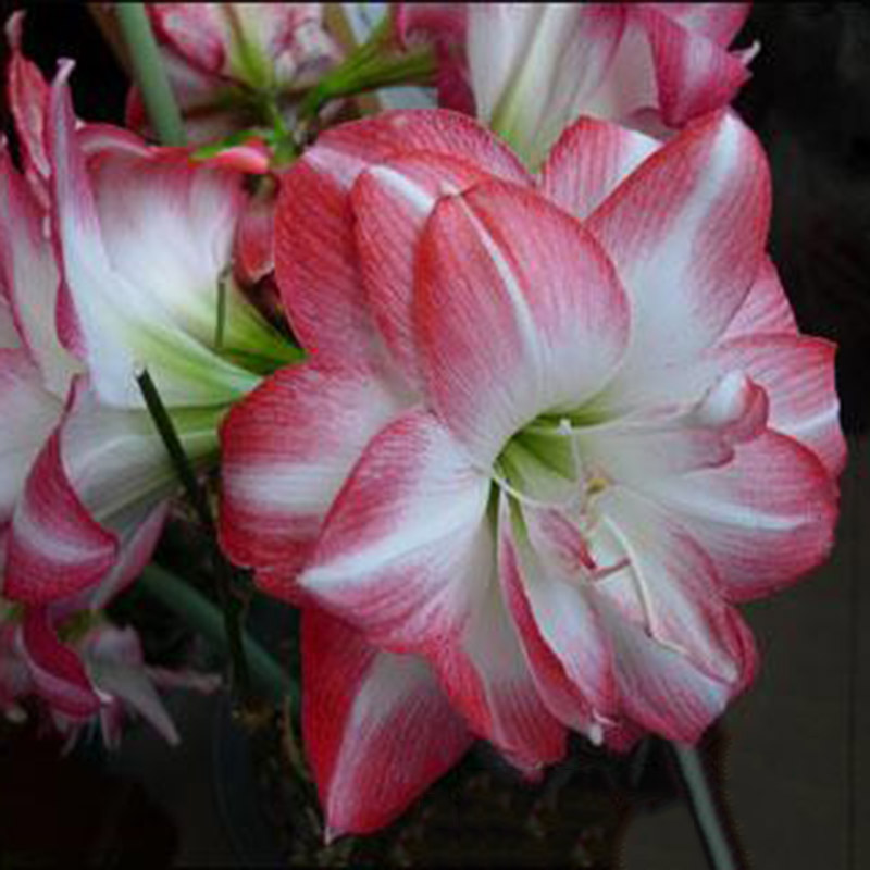 2 Bulbs Plants Elvas Double Amaryllis HIPPEASTRUM Elvas