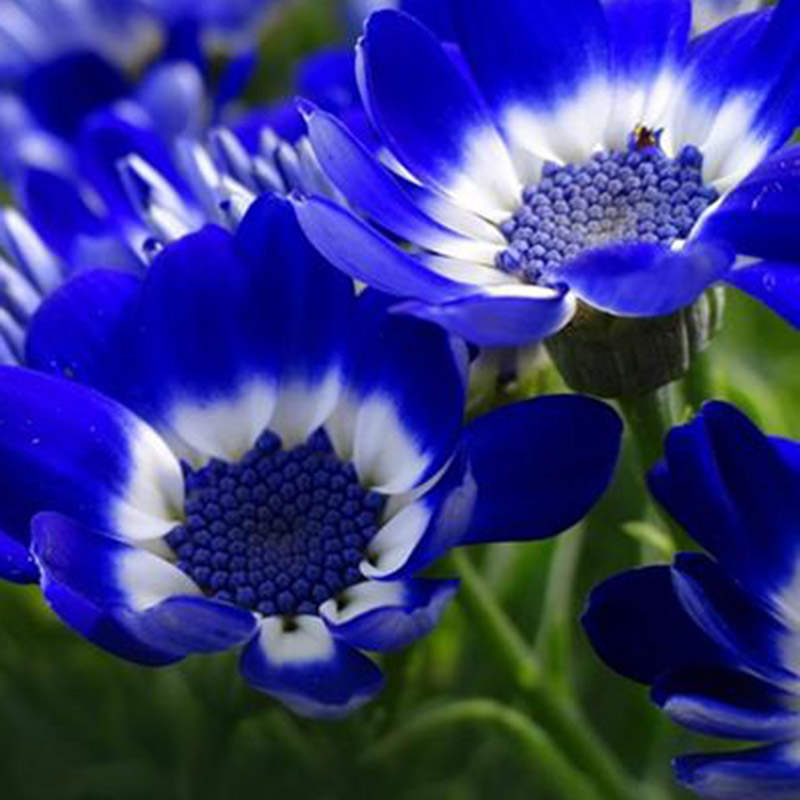 50PCs Rare Blue Daisy Plants Flower Seeds Exotic Ornamental Flowers ...