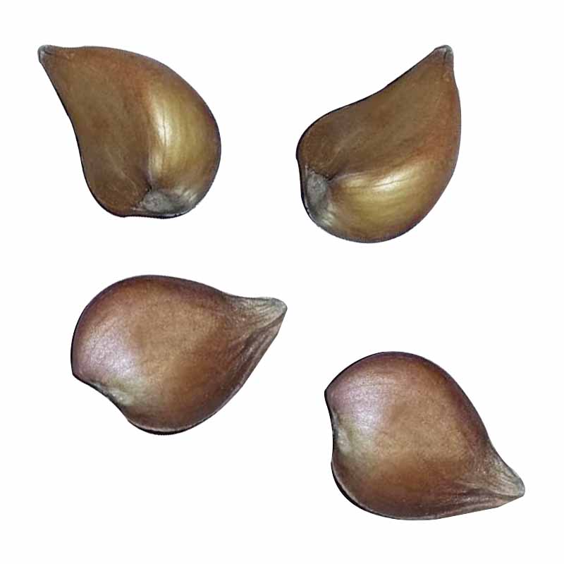 2pcs Yard Rare Tulip Bulbs Aroma Tulip Seeds Garden Plant For Viewing