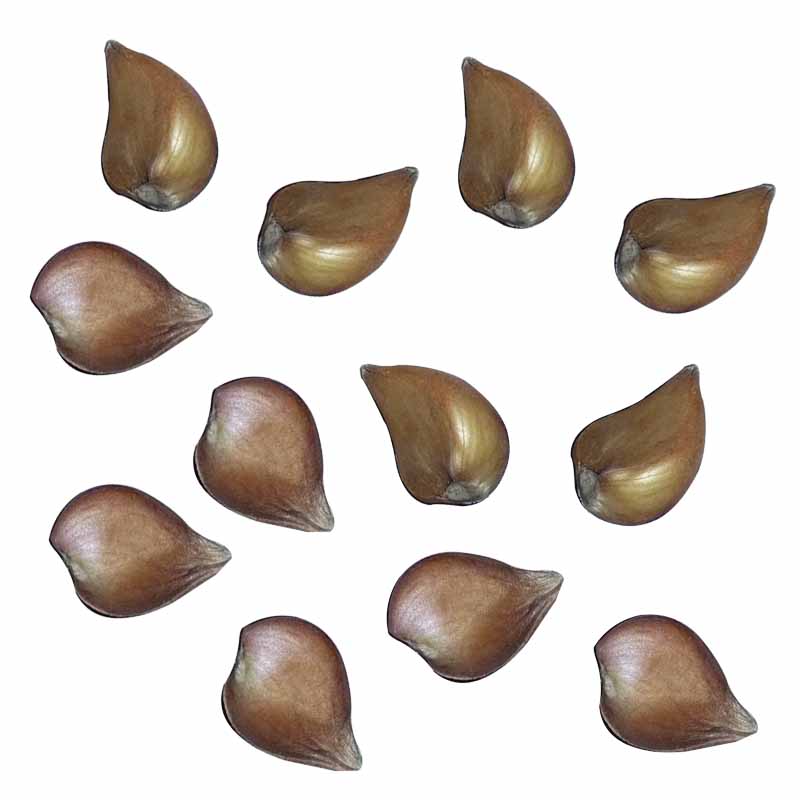 2pcs Yard Rare Tulip Bulbs Aroma Tulip Seeds Garden Plant For Viewing