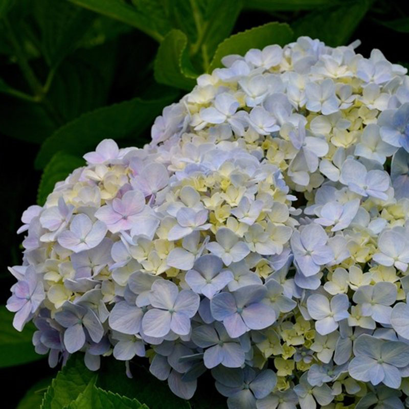 Интернет магазин семена гортензии. Семена гортензии. Hydrangea anomala.